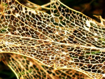 Cirsium sp. (Thistle) leaf vein sceleton, Westenschouwen, the Netherlands