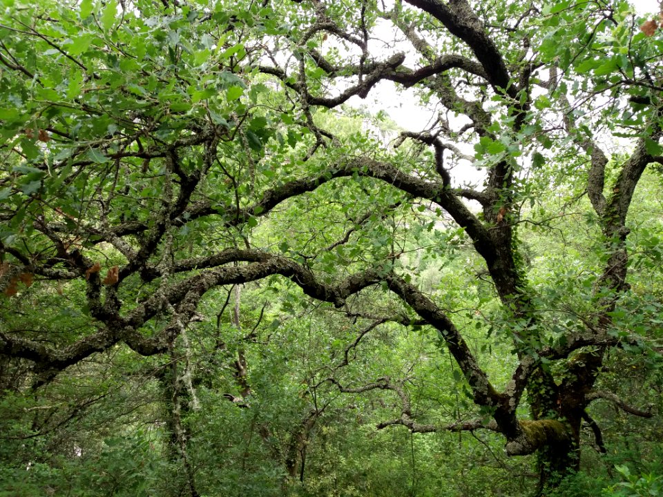 Cirque de Gens - Arbre et mousse