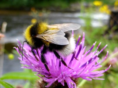 Cirsium-helenioides-with-bumblebee-2 photo