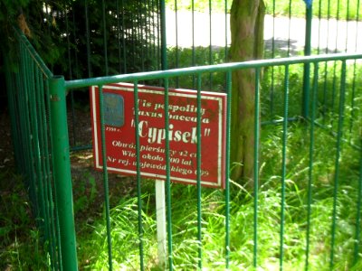 Cis Cypisek świecie