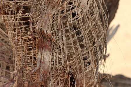 Bark palmer close-up