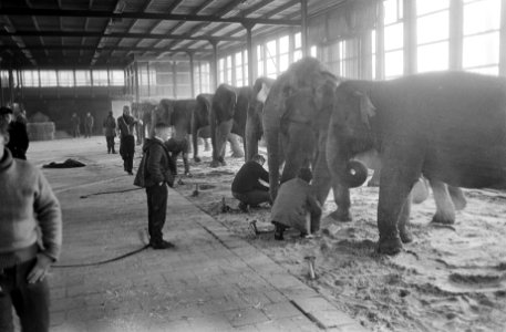 Circus Barnum Bailey in Rotterdam aangekomen, de olifant hebben hun stal in Ahoy, Bestanddeelnr 915-9980