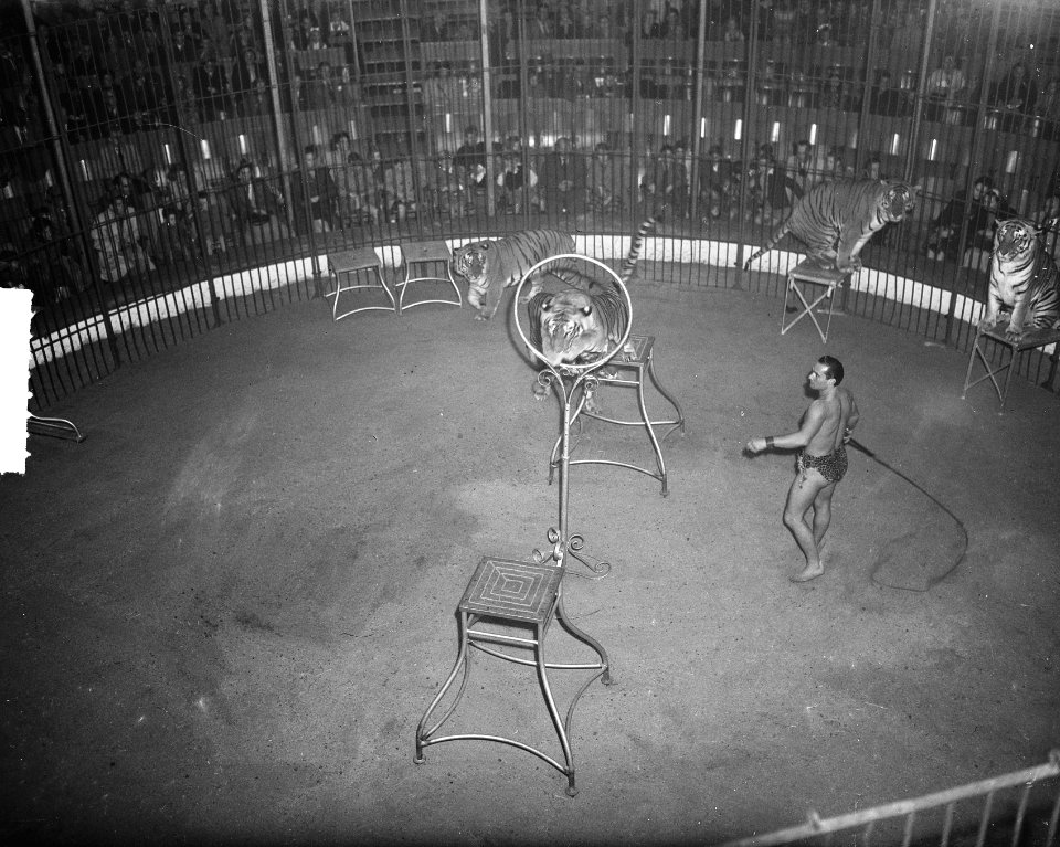 Circus Mikkenie . Tijger tijdens sprong, Bestanddeelnr 903-0514