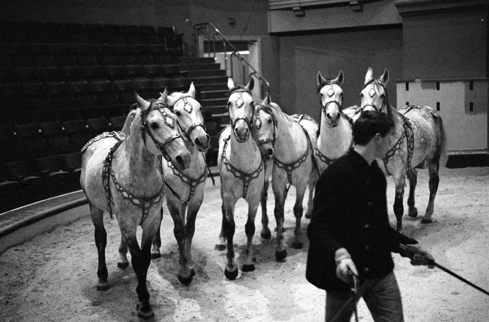 Circus Althof in Carre, Bestanddeelnr 914-6217