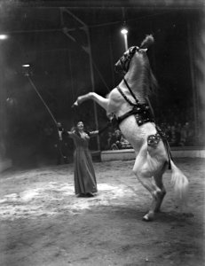 Circus Mikkenie . Mevrouw Mikkenie met paard, Bestanddeelnr 903-0790