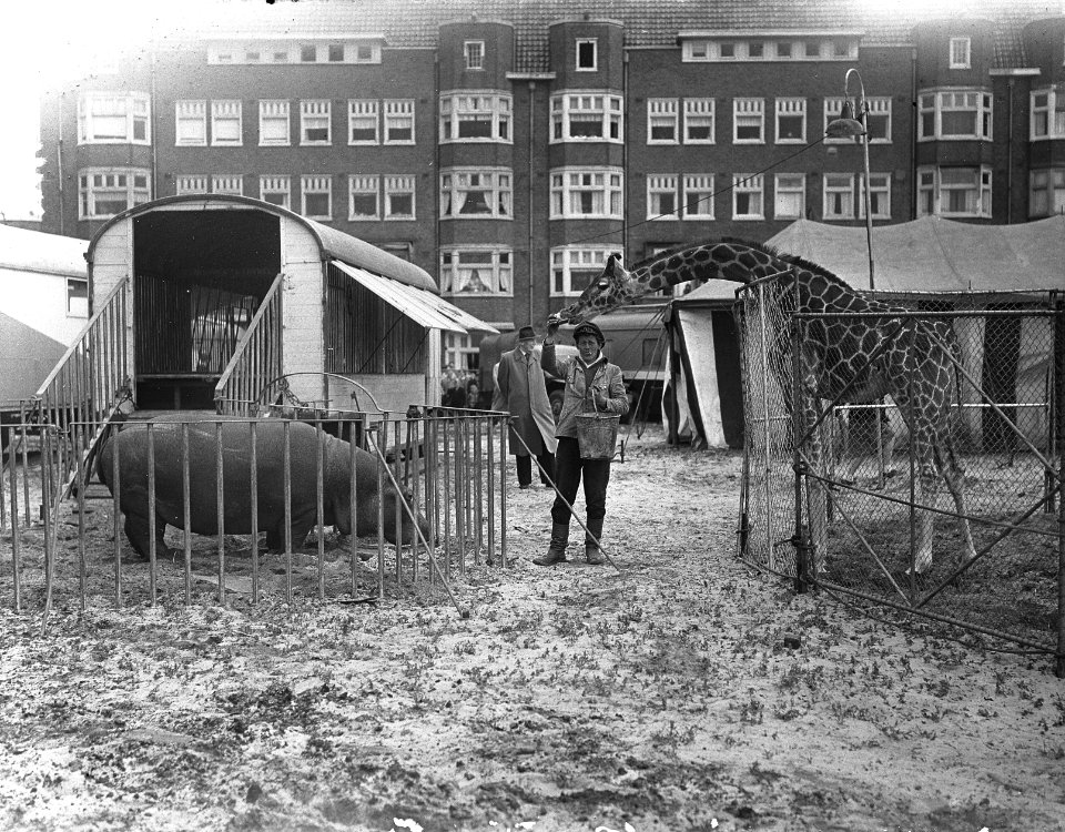 Circus Althoff in Amsterdam. Giraffe en nijlpaard, Bestanddeelnr 907-1761