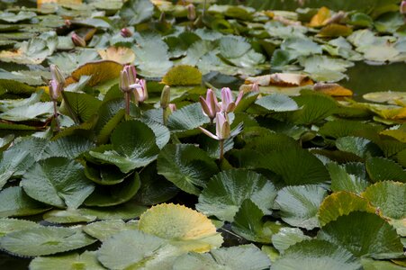 Flowers pond water