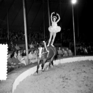 Circus Mikkenie in Turnhout Belgie, Bestanddeelnr 904-6927