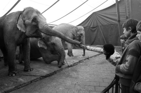 Circus Sjoukje Dijkstra in Amsterdam kinderen voeren d olifanten, Bestanddeelnr 930-7562