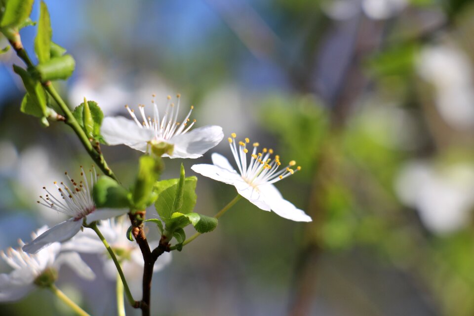 Cherry blossoms spring white flowers