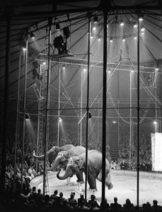 Circus Mikkenie, Bestanddeelnr 903-4019