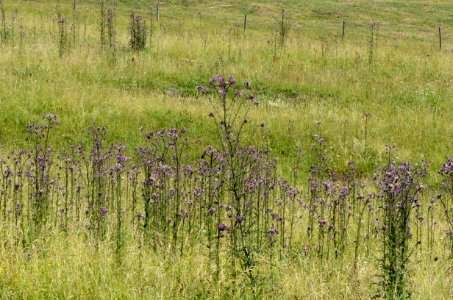 Cirsium palustre1