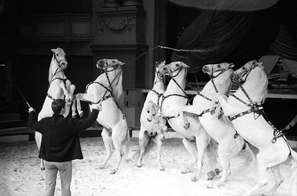 Circus Althof in Carre, de heer Althof met de paarden, Bestanddeelnr 914-6210