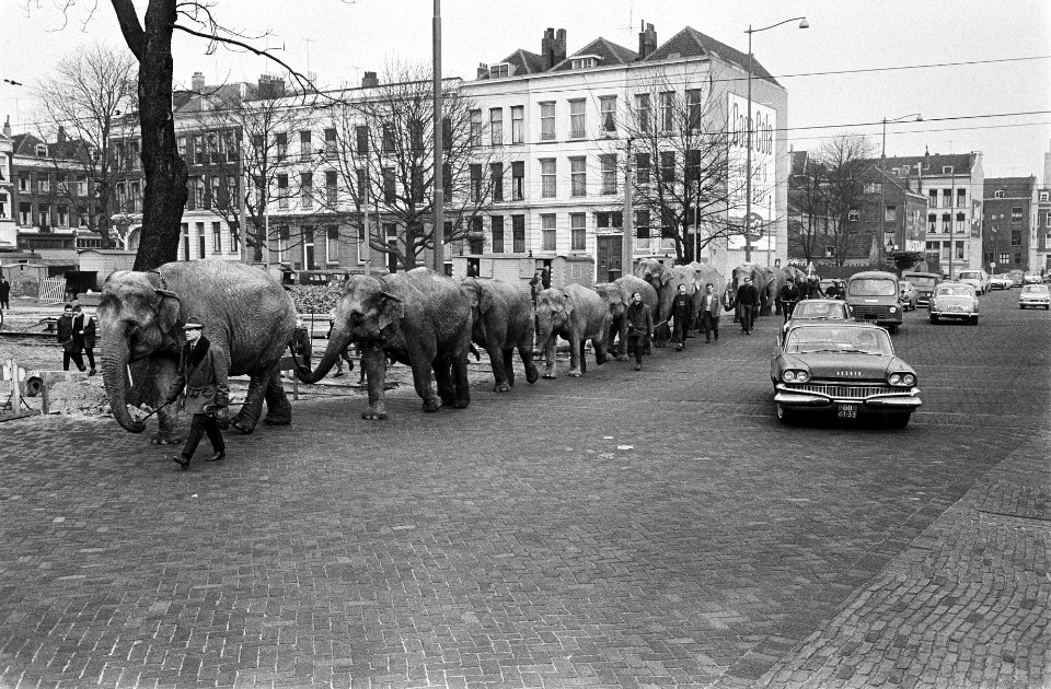 Circus Barnum Bailey in Rotterdam aangekomen, een kudde olifanten op de West Bla, Bestanddeelnr 915-9979