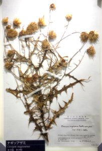 Cirsium nagisoense - National Museum of Nature and Science, Tokyo - DSC07100