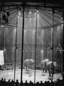 Circus Mikkenie, Bestanddeelnr 903-4021