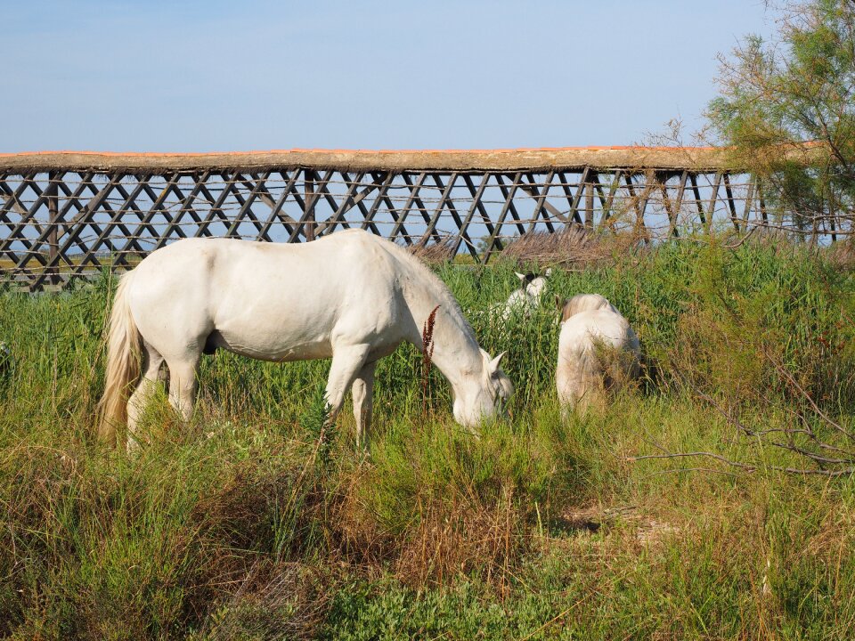 Camargue nature park camargue bouches-du-rhône