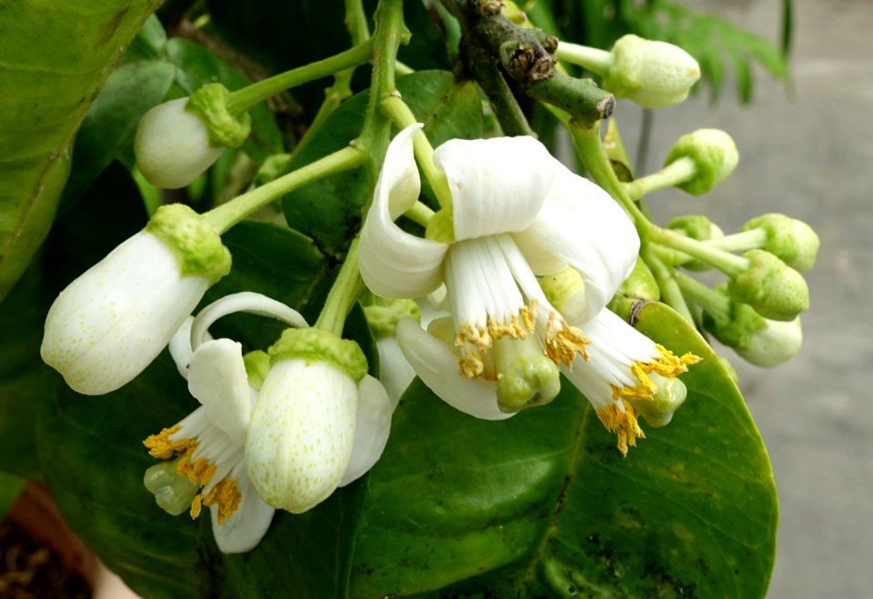 Citrus maxima 'Tahitian' - Lyman Plant House, Smith College - DSC02040