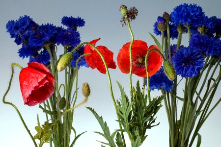 Poppy poppy flower cornflowers