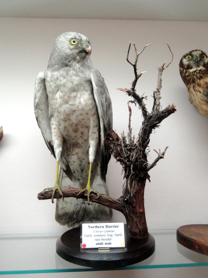 Circus hudsonius - Pacific Grove Museum of Natural History - DSC06707