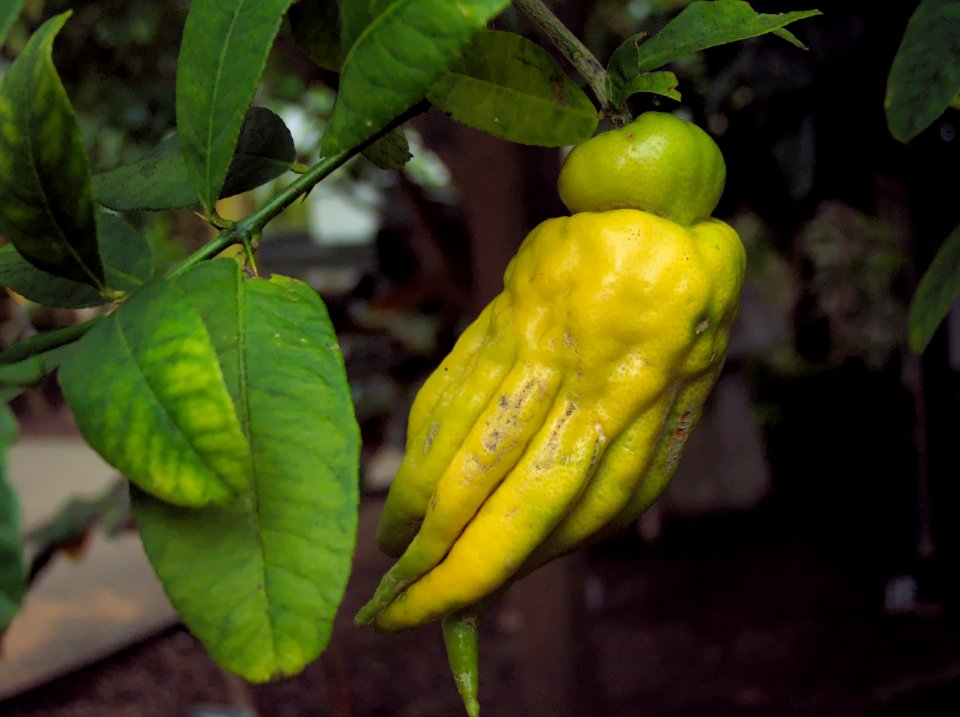 Citrus medica var. sarcodactylis, Phipps Conservatory, 2015-10-13, 02