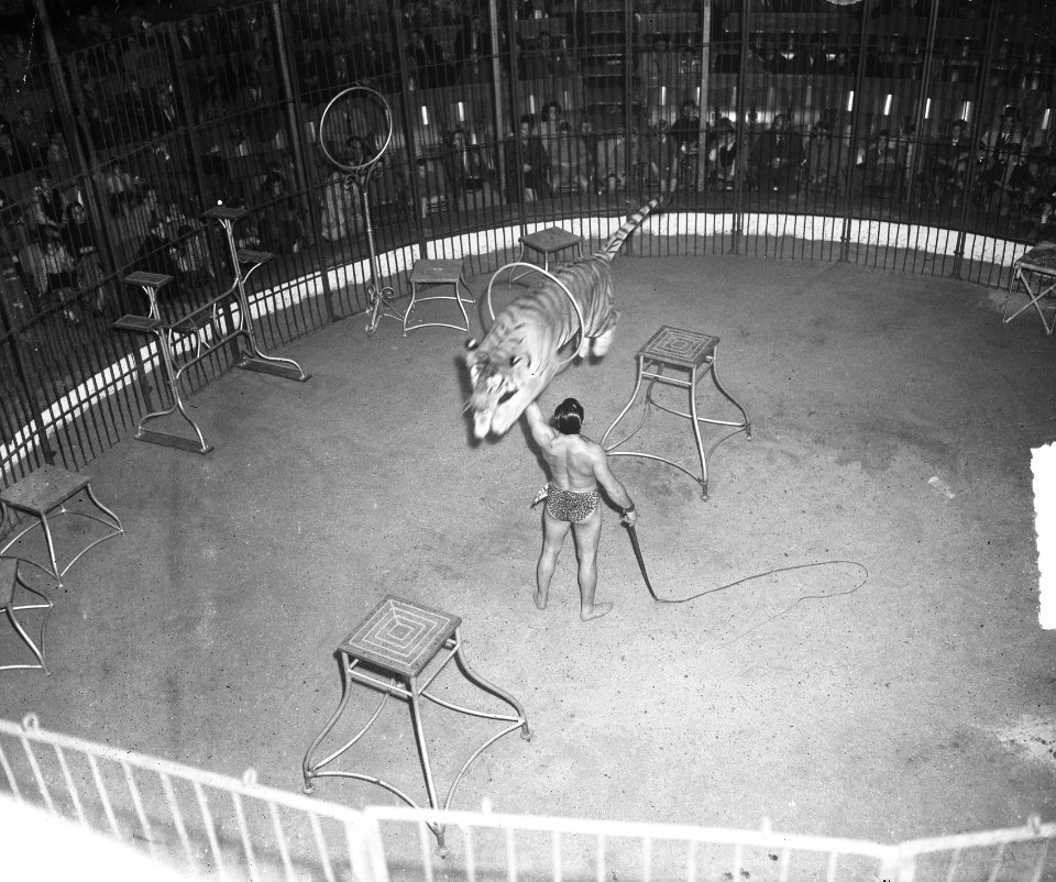 Circus Mikkenie . Tijger tijdens sprong, Bestanddeelnr 903-0515