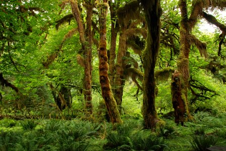 Forest trees rainforest