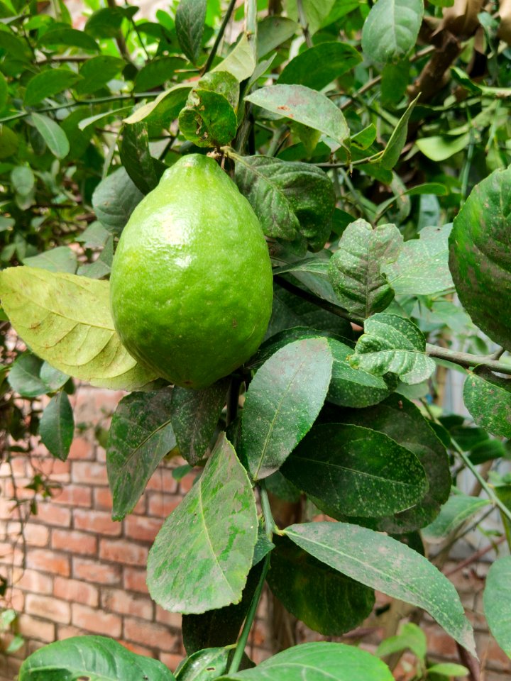 Citrus limonia - গন্ধরাজ লেবু (Gandharaj Lemon)