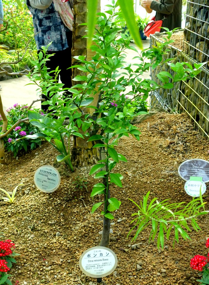 Citrus reticulata - Shinjuku Gyo-en Greenhouse - Tokyo, Japan - DSC05744