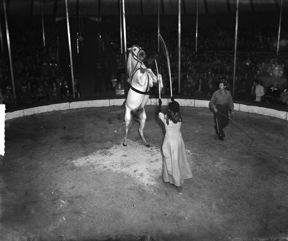 Circus Mikkenie . Mevrouw Mikkenie met paard, Bestanddeelnr 903-0418