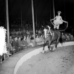 Circus Mikkenie in Turnhout Belgie, Bestanddeelnr 904-6926