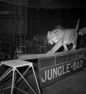 Circus Strassburger diverse opnamen, Bestanddeelnr 904-9381