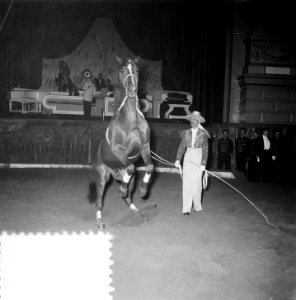 Circus Strassburger Amsterdam, Bestanddeelnr 906-2123