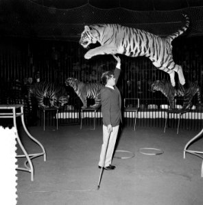 Circus Strassburger Amsterdam, Bestanddeelnr 906-2122