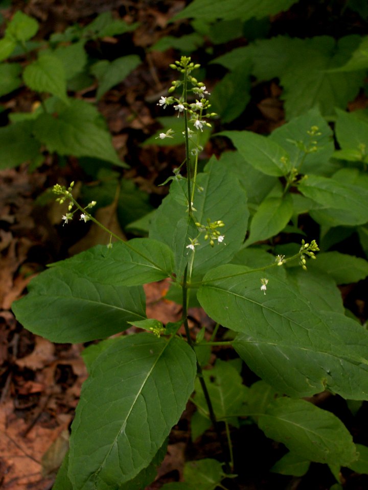 Circaea-canadensis-2014-06-20-Highland-Park-01