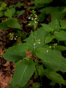Circaea-canadensis-2014-06-20-Highland-Park-01