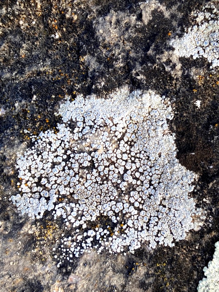Circinaria contorta 63475739