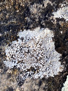 Circinaria contorta 63475739