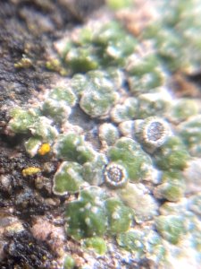 Circinaria contorta 60998174