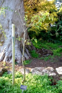 Cinnamomum chekiangense - San Francisco Botanical Garden - DSC00098