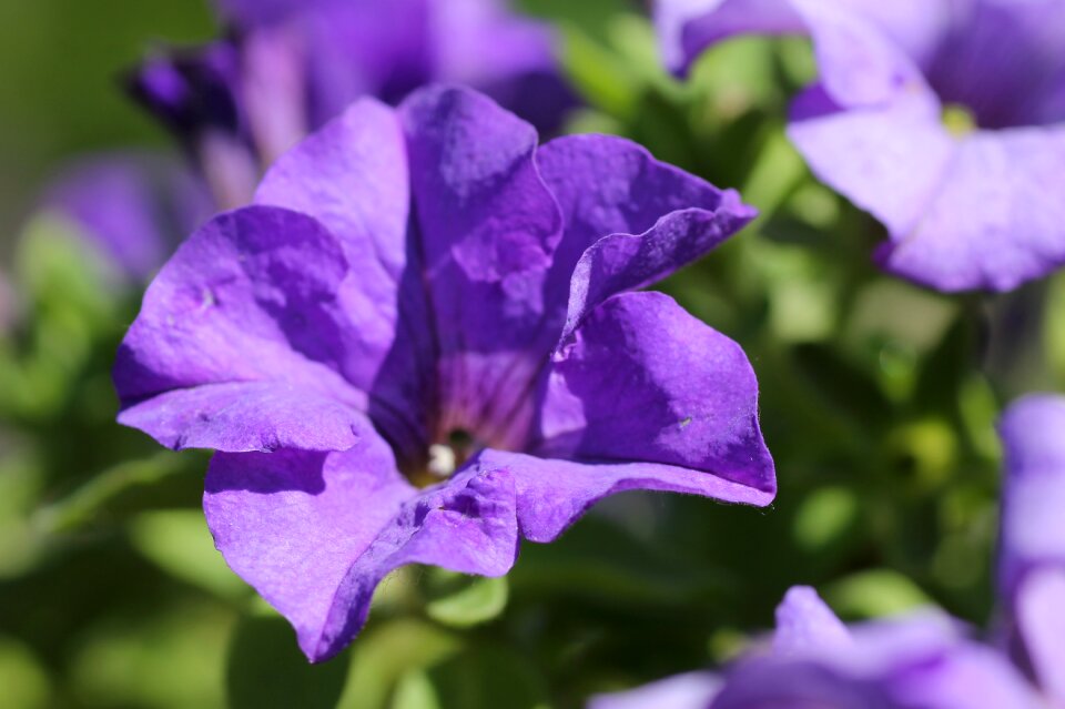 Lilac nature lilac flower lilac garden