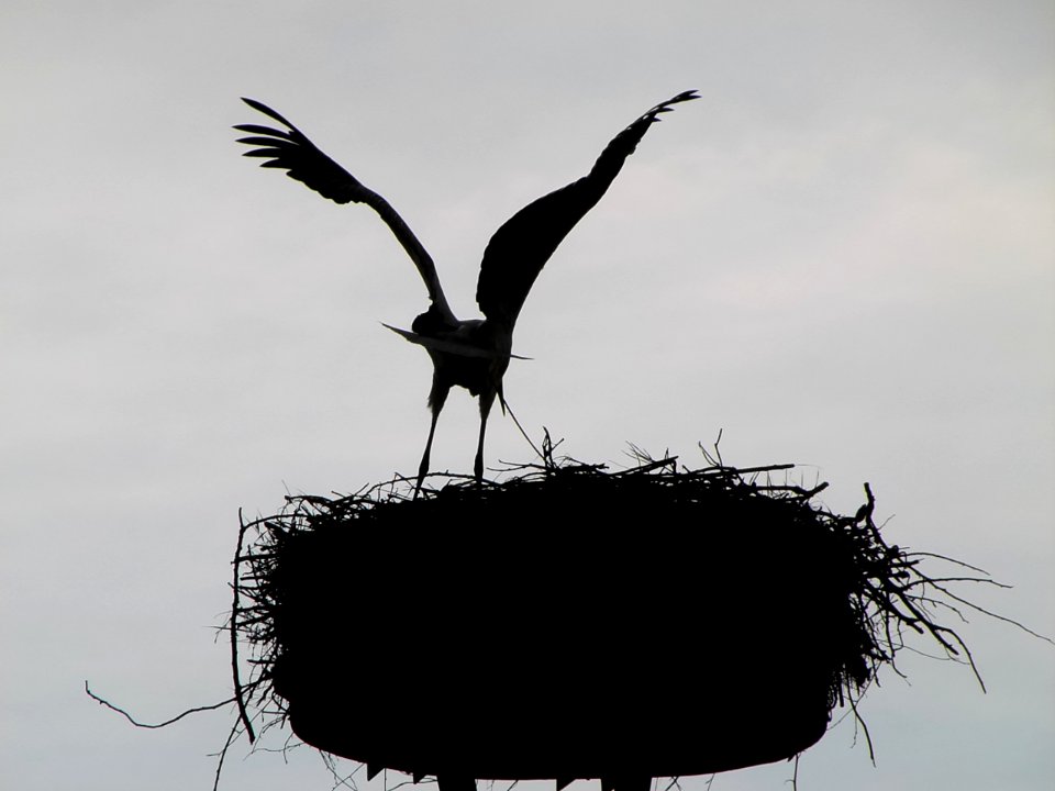 Cigogne dans son nid