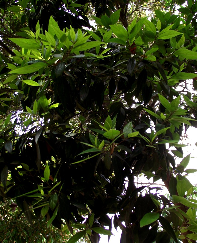 Cinnamomum japonicum