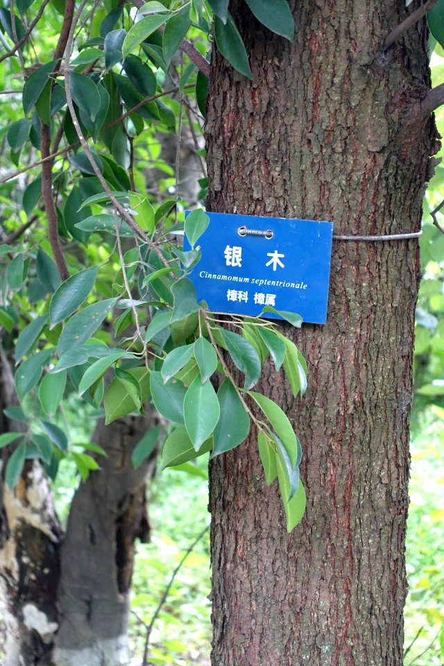 Cinnamomum septentrionale - Chengdu Botanical Garden - Chengdu, China - DSC03496