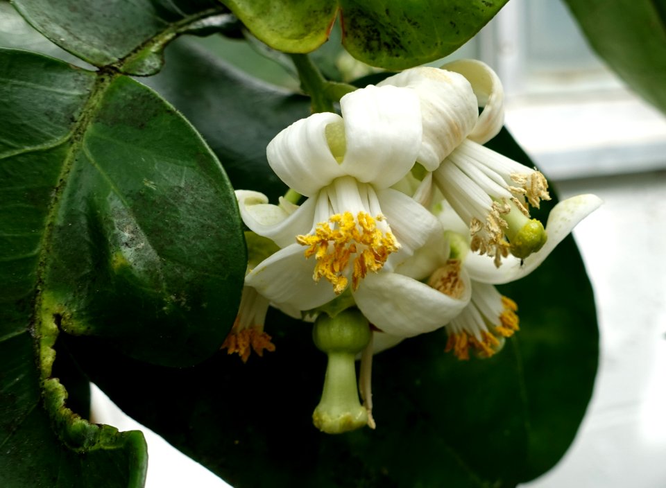 Citrus maxima 'Tahitian' - Lyman Plant House, Smith College - DSC02039