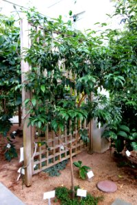 Citrus japonica (Fortunella margarita) - C. Fred Edwards Conservatory - Huntington Museum of Art - DSC05544