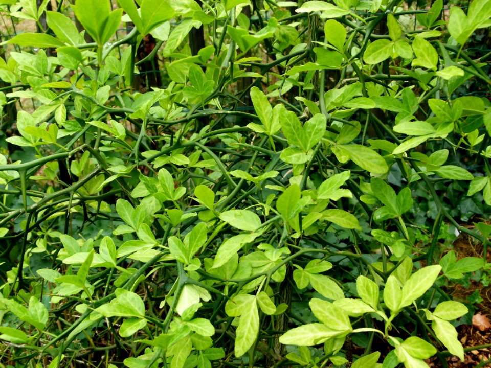 Citrus trifoliata, Parc floral