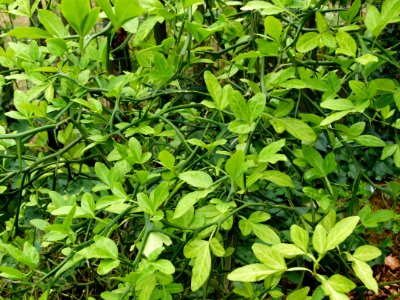 Citrus trifoliata, Parc floral