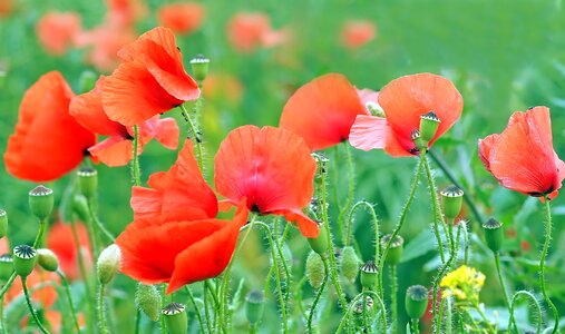 Poppy red poppy flower photo