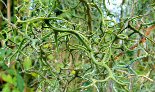 Citrus trifoliata (Poncirus trifoliata) - Mounts Botanical Garden - Palm Beach County, Florida - DSC03741